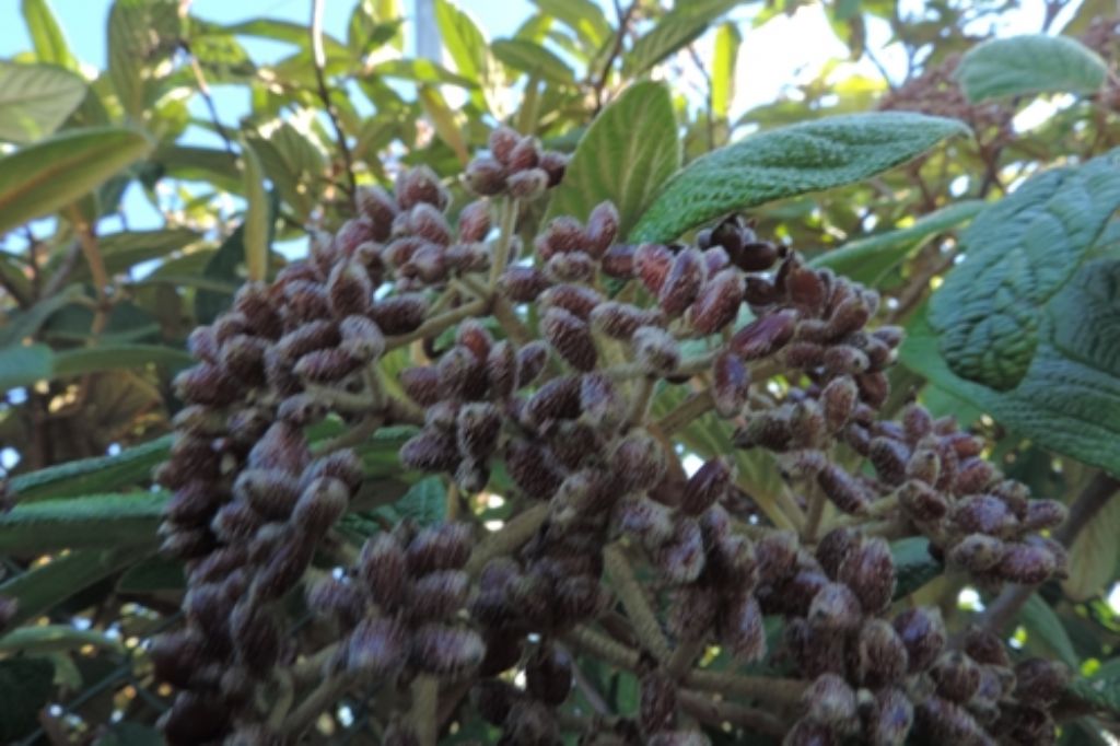 Viburnum rhytidophyllum (Adoxaceae)